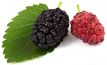 100 Black Mulberry Tree Seeds, Morus nigra