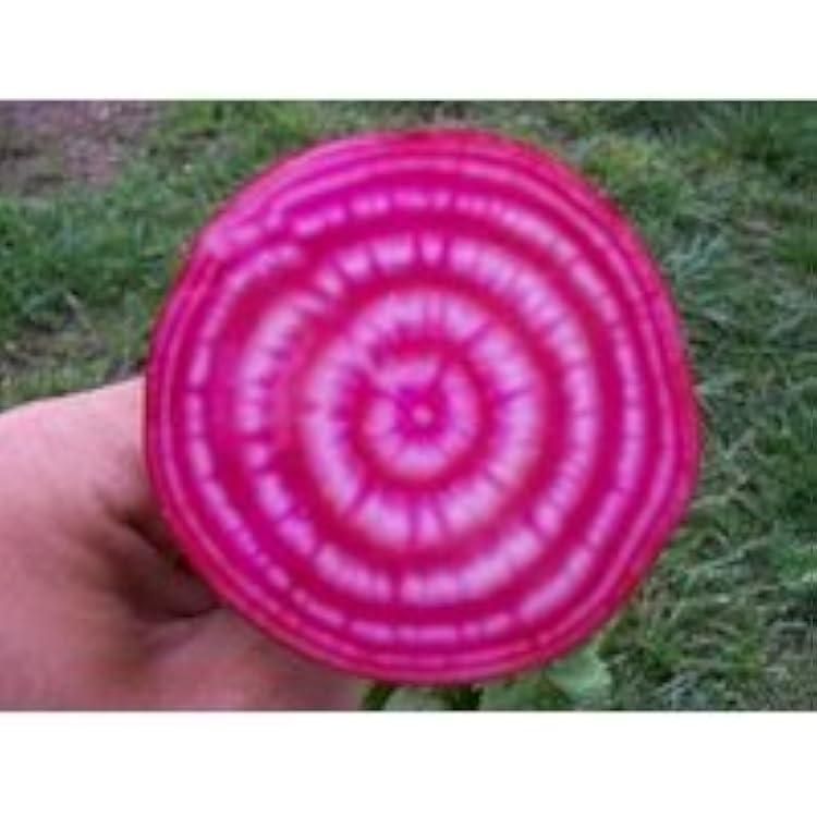 Beet Seed Chioggia Heirloom by Stonysoil Seed Company