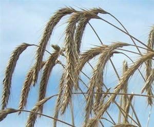 SeedRanch Wrens Abruzzi Winter Rye Grain Seed - 1 Lb.