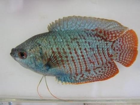 Neon Blue Dwarf Gourami Male - Miniature Fish Figurine