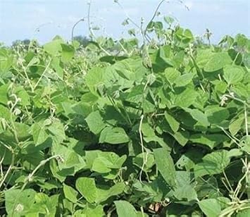 Lablab Food Plot Seed (1 Lb.)
