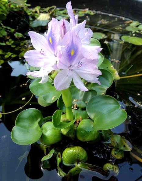 Water Hyacinth - Easy Floating Plants for Your Aquarium or Pond (1 Plant)
