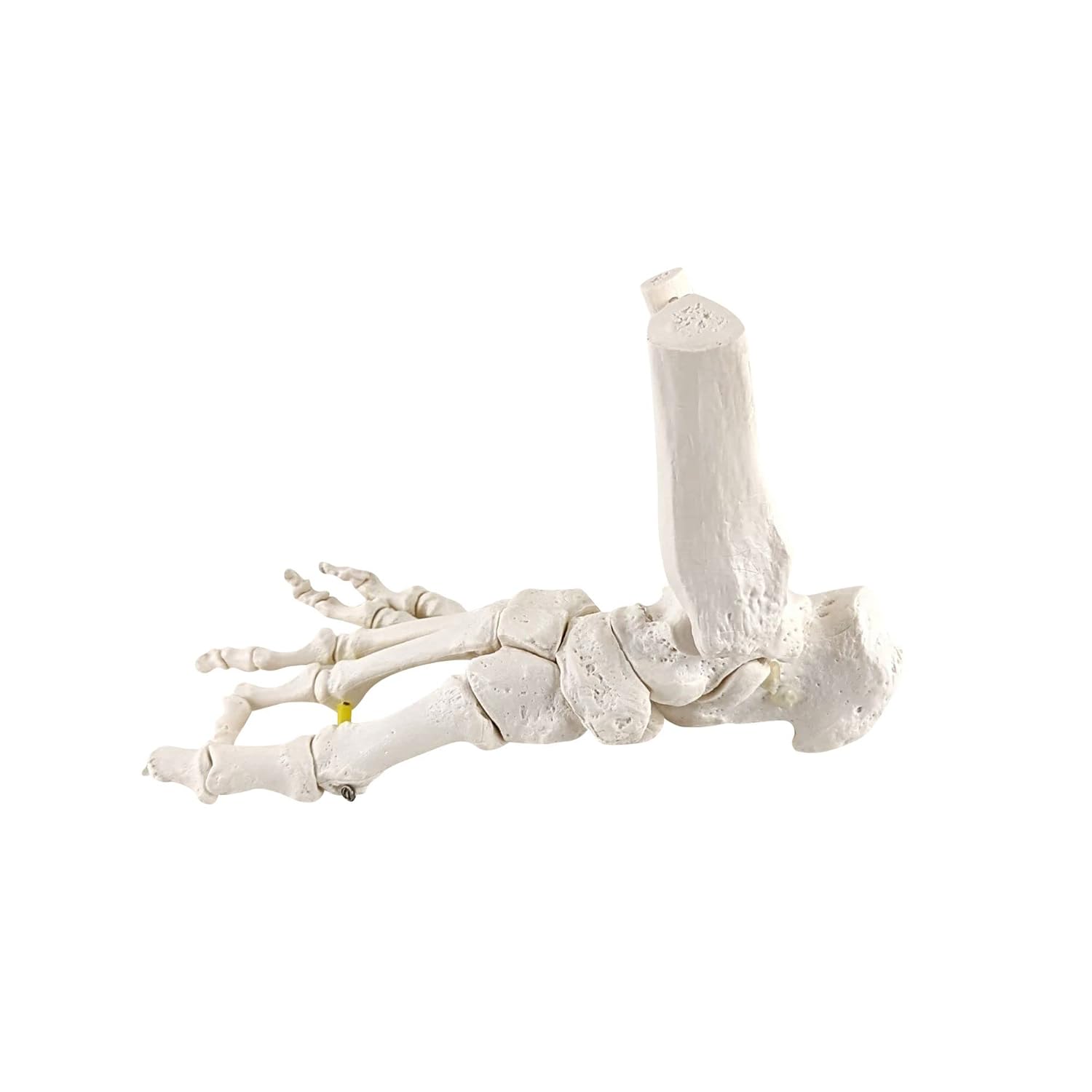 Axis Scientific Right Foot Skeleton with Ankle Featuring Elastic Articulation for Medical Education Study Anatomical Bones in The Classroom, Scientific Anatomy Model, Demonstration Skill