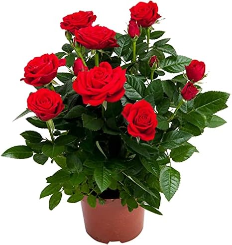 Rose Seedlings "Carola",Bright Red Rose Bush,Large Flowers Rose Hedging,Living Tinged Rose Plant,Perennial Plant Root,Home Garden Yard Decor Blooms This Year,Easy Planting (2 Plant ,No Pot include)