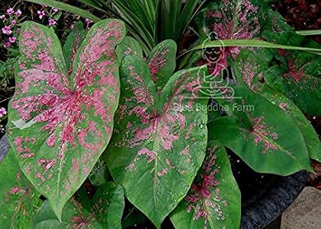 Caladium Fire Chief (3 Bulbs) - Easy to Grow Indoor Houseplant and Outdoor Perennial Flower Bulb Ready for Planting