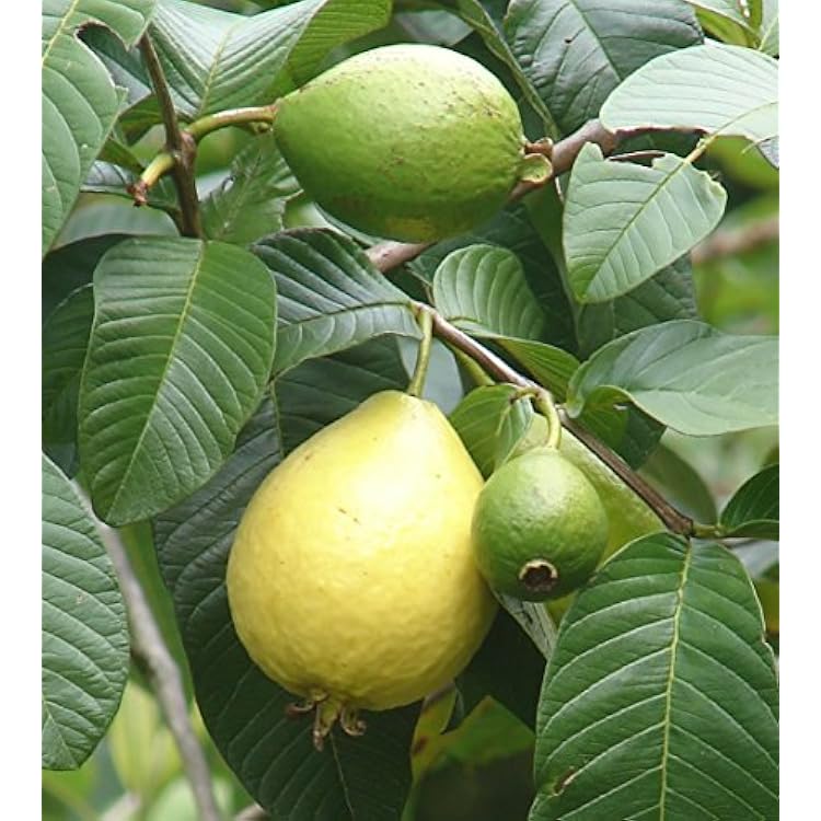 15 seeds Common Guava Psidium Guajava Fruit Tree