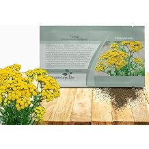 Outsidepride Tansy Seeds - 5000 Pcs. Perennial, Easy to Grow & Low Maintenance, Herb Seeds for Planting Aromatic & Vibrant Yellow Button-Like Blooms, Great for Versatile Uses & Pollinator Gardens