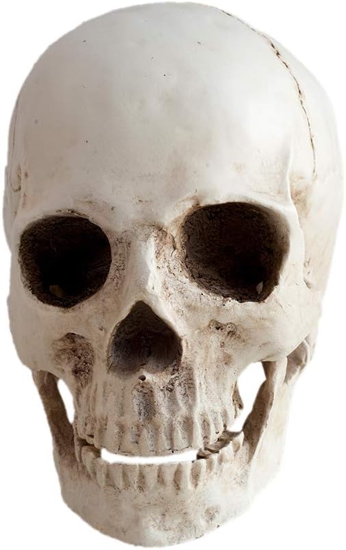 Resin Medical Life Size Replica Realistic Human Skull Head Bone Model, Anatomy White Resin Skull High Precision Teaching Tool Halloween Decor