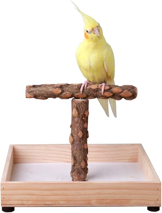 Kintor Bird Stand, Natural Wood Tabletop T Perch for Small & Medium Parrots