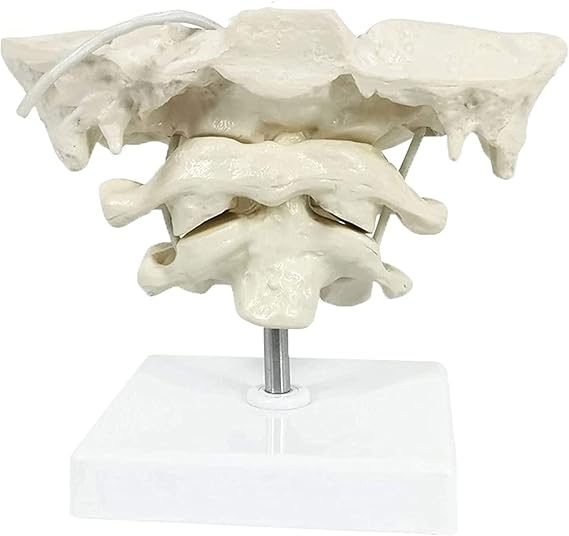DKULMN Model Educational Model Occiput Model,Educational Model Occiput Model, PVC Material Atlas and Axis with Occipital Bone Model for Medical Teaching, Display