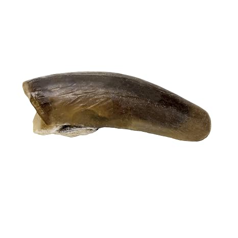 Skulls Unlimited Real American Beaver Claw Model Animals Educational Specimen for Science Education