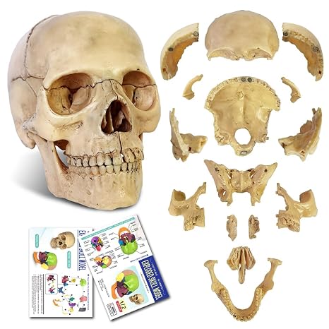 2026 New 15 Parts Palm-Sized Human Skull Model, Anatomy Exploded Skull