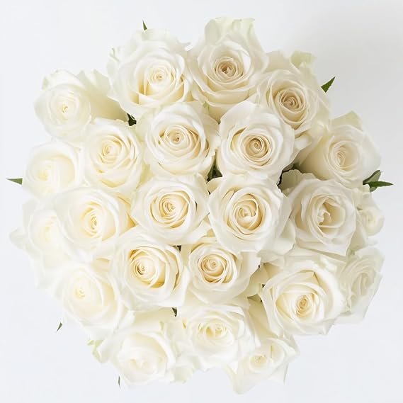 GlobalRose 24 White Roses Bouquet - Responsibly Sourced Roses Fresh Flowers - Hand-Picked Flowers Fresh Bouquet for Graduation, Anniversary, Birthday & Special Occasions (2 Dozen)