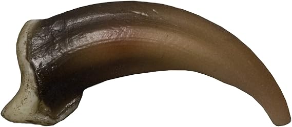 Skulls Unlimited Gray Wolf Claw (4cm) (Museum Quality Replica)