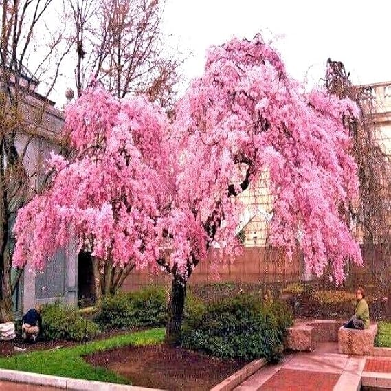 5 Seeds Japanese Weeping Sakura Cherry Blossom Flower Tree Seeds Cold Hardy