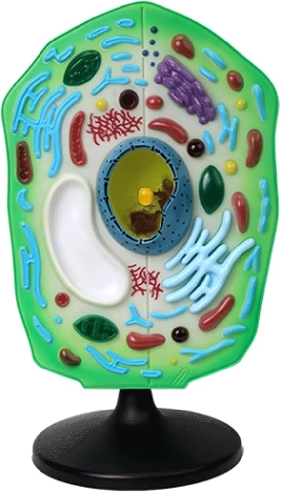 Plant Model Plant Cell Anatomy Model Anatomy Model Removable Chloroplast Organelles Biology Teaching Model for Study Display Teaching