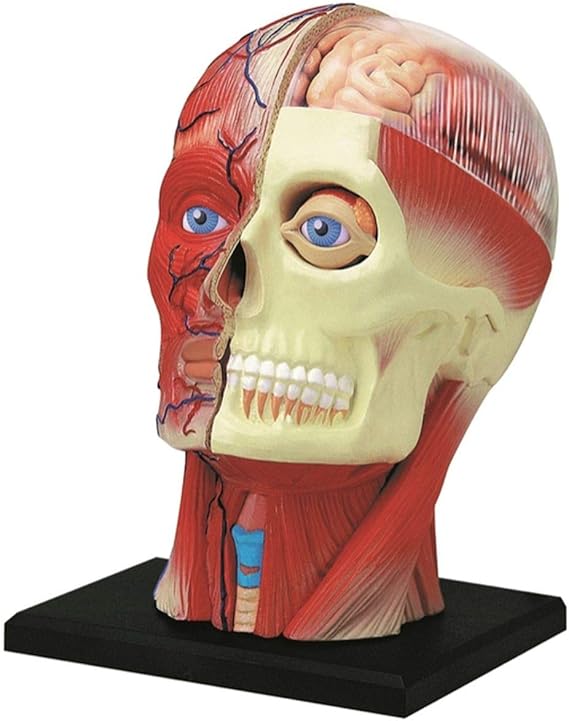 4D Vision Human Head Anatomy Model