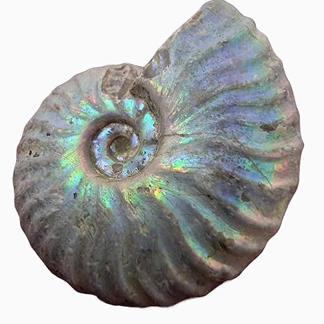 Silver Iridescent Ammonite Fossil! 110 Million Years Old! Real Authentic Great for Kids Classroom School Paleontology Metaphysical Dinosaur Cretaceous Geology