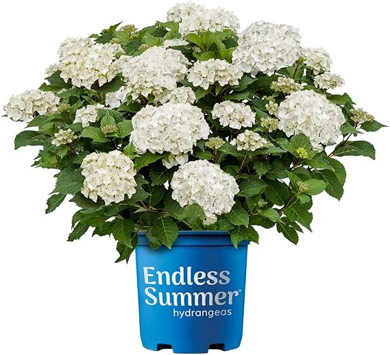 Endless Summer 2 Gal. Dream Cloud Hydrangea Shrub