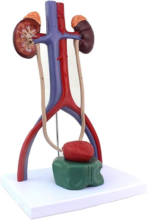 VERIMP Supply of Human Three-Dimensional Urinary System Model Human Kidney Model Arterial and Venous Model Urinary System Model Human Urinary System Model - Renal Ureter Bladder Urethra