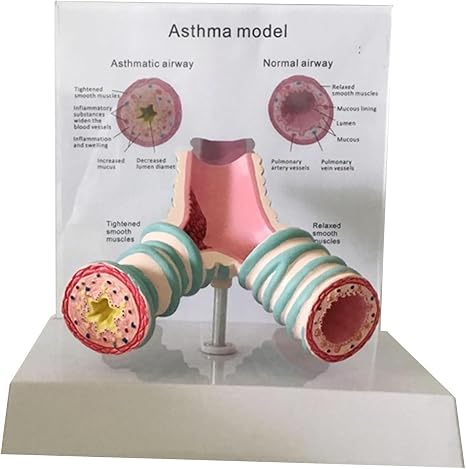 Human Tracheal Case Model,Respiratory System Bronchial Model for Students Study Display Teaching Model