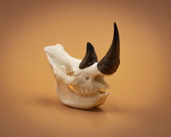 Skulls Unlimited International Skullies - Miniature Rhino Skull