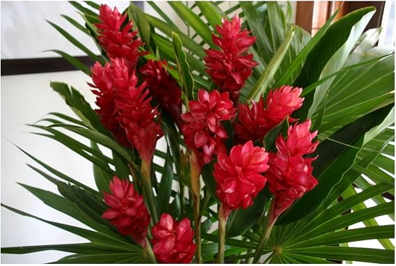 Hawaiian Red Ginger Plant 5"-8" Tall Rooted iIn 2" Pot Discount Hawaiian Gifts