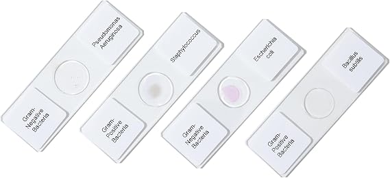 Gram Positive & Negative Bacteria Prepared Microscope Slides, 4 Pack Bacteria Specimens Microscope Slides for Biology Science Class