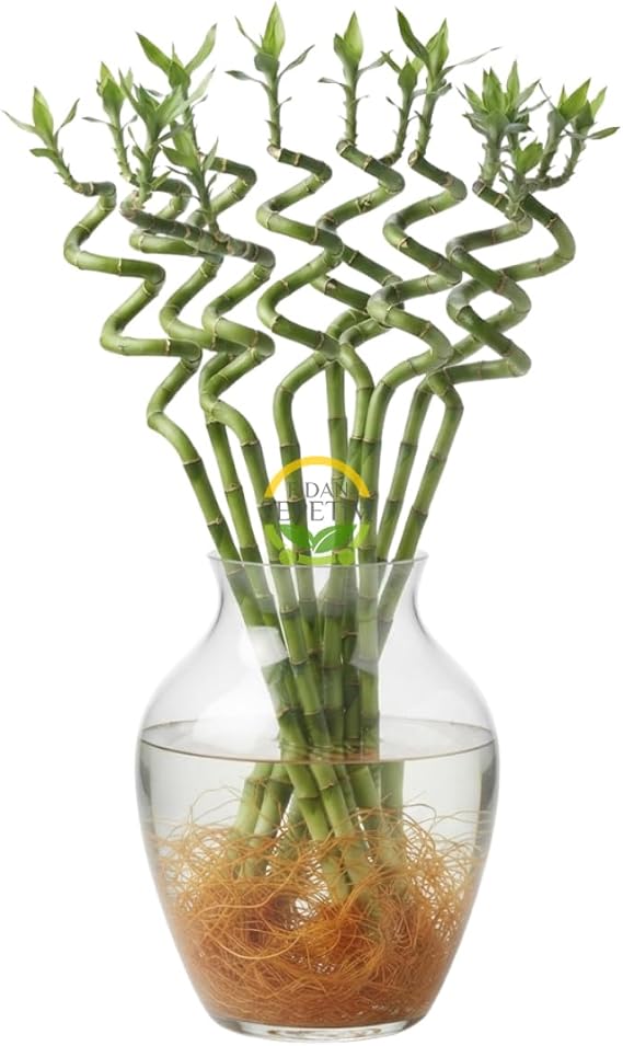 Fidan Sepetim Şans Bambusu Spiral 10'lu Paket 50cm