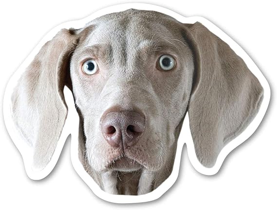 Magnet America Weimaraner Dog Magnet is 3.75" x 5" Made for Vehicles and Refrigerators