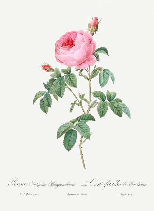 Eurisko Studios Botanical Plant Print - Burgundy Cabbage Rose by Pierre Joseph Redoute Art Print