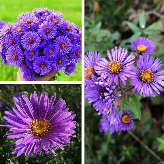 50pcs Purple Aster Gremlin Violet Seeds Purple Perennial Heirloom Fall Planting Seeds