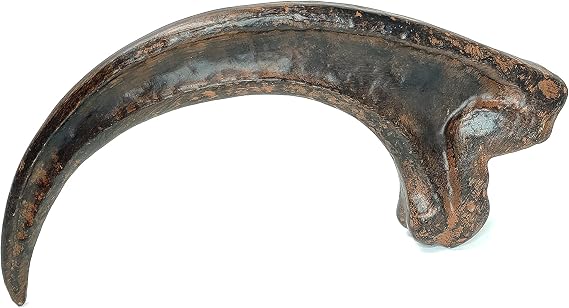 Velociraptor Claw - Raptor Claw - Solid Resin Cast