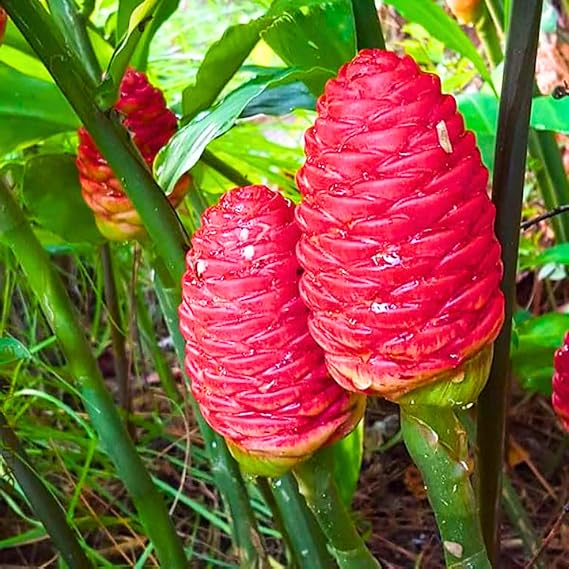 5 Shampoo Ginger Rhizomes, Awapuhi Roots Zingiber Zerumbet Pinecone Ginger