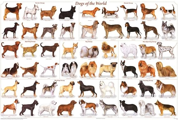 123Posters Laminated Dogs of the World Popular Breeds Chart Poster 24x36