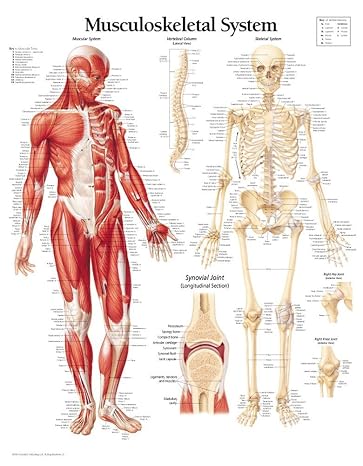 Musculoskeletal System chart: Laminated Wall Chart