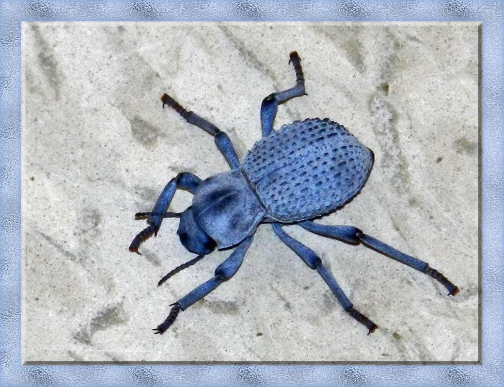 Live Desert Ironclad Beetle - Blue Death Feigning Beetle - Educational and Fun - Easy Care