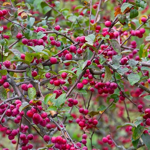Crab Apple 'Evereste' Malus Hardy Tree White Blooms Orange-Red Fruits RHS AGM Low-Maintenance Easy to Grow Garden Specimen Trees 1 x 12-Litre Potted Plant by Thompson and Morgan