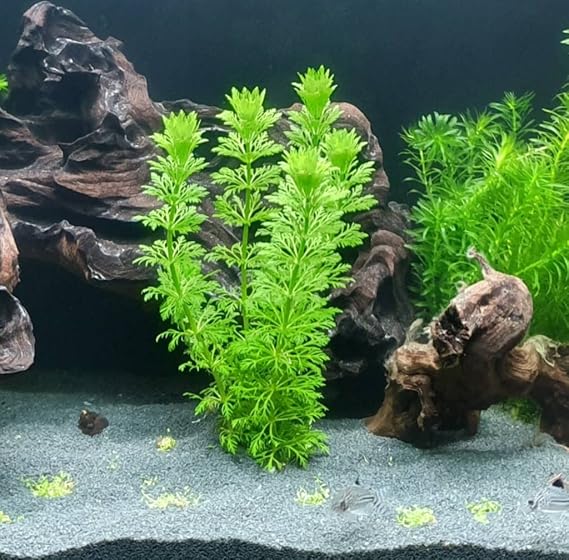 Limpnophila Sessiliflora 5 Dal Kusursuz Akvaryum Bitkisi Canlı Bitki