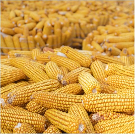 Brownie Brand Reid's Yellow Dent Sweet Corn Seeds - Non-GMO, High-Yielding, Versatile for Canning & Fresh Eating, Heirloom Variety, Sweet & Tender Kernels, 100% Fresh, 50+ Seeds per Pack. (Packet)