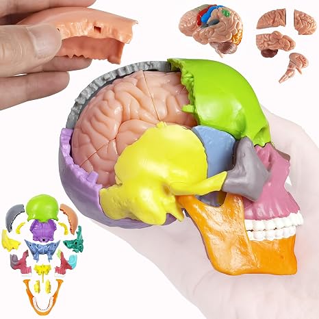 NEW HORIZON Anatomy Skull Model 15+5 Parts Human Anatomy Exploded Skull Detachable Palm-Sized Mini Human Color Medical Skull Model,Medical Dental Clinic Teaching Equipment,Learning with Color Manual