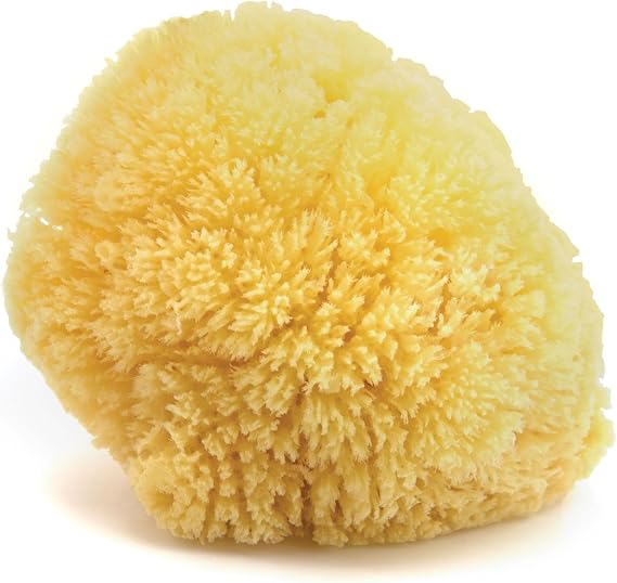 Neptune Caribbean Sea Sponge, Large, Approx. 6-7 in, Exfoliating