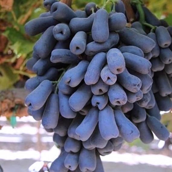 Good for Containers Finger Grape Root, Ggrape Bare Root, Excellent Display,Grape Vine Plant-2 Roots-A