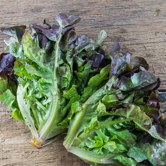Lettuce Red Oakleaf (1800 Seeds)