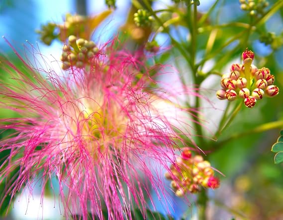 Fragrant Pink Mimosa (Albizia julibrissin f.rosea) 30 Seeds