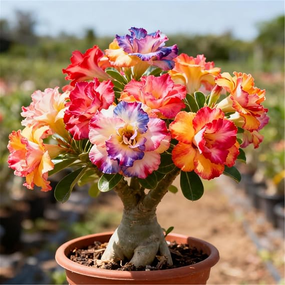 Drought-Tolerant Desert Rose Plants/Desert Rose Tubers/Cold-Hardy Perennials/Flowers Year-Round/Professional Planting for Stunning Garden Displays-1 Bulbs-F