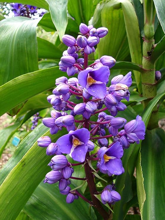 Hawaiian Tropical Blue Purple Ginger Plant Root Rhizome 1 Pack