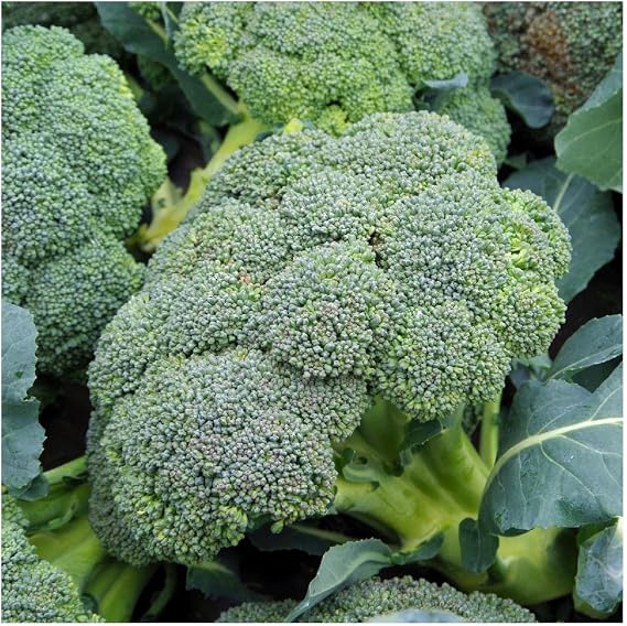 Everwilde Farms - 1 Oz Organic Waltham Broccoli Seeds - Gold Vault Packet
