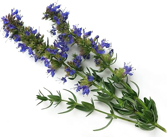Hyssop - Herb Seeds