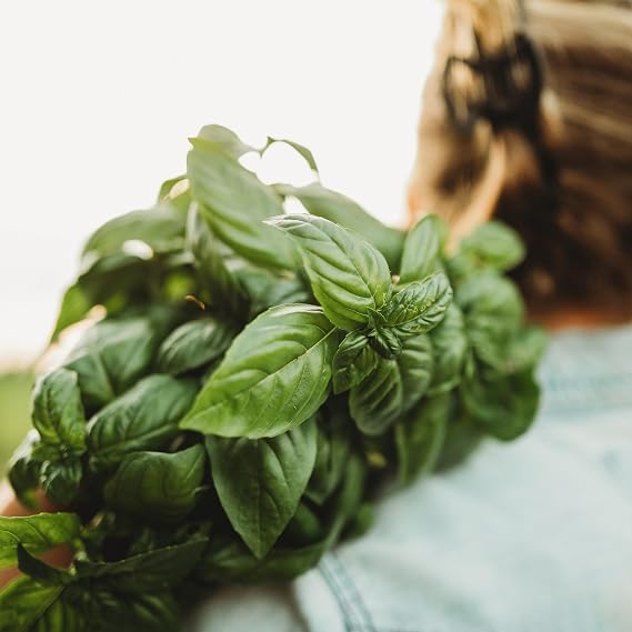 Genovese Basil - 250 Basil Seeds for Planting, Thresh Seed Co.